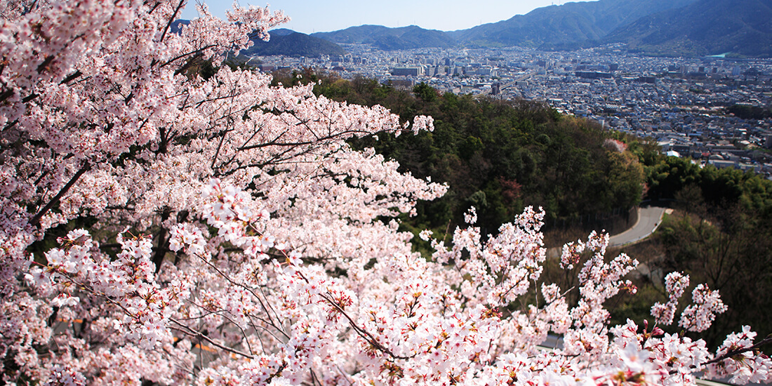 東山テニスクラブから臨む桜の風景
